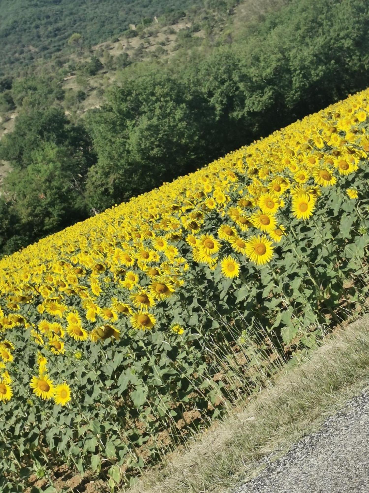 Mes Maisons Gardoises, Two Gites Sleeping 13 With Two Private Pools, Kids Room, Laundry, Disco, Free Wifi, Linen And Dog'S Are Welcome Gagnieres Екстер'єр фото